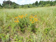 Asclepias tuberosa interior