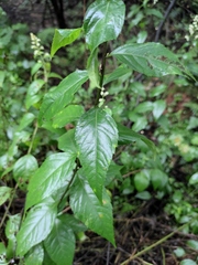 Artemisia anomala