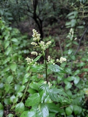 Artemisia anomala