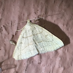 Zanclognatha pedipilalis