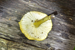 Cantharellus aurantinus