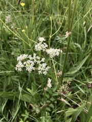 Ostericum palustre