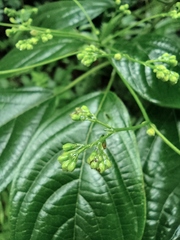 Clerodendrum cyrtophyllum