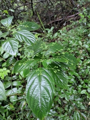 Clerodendrum cyrtophyllum