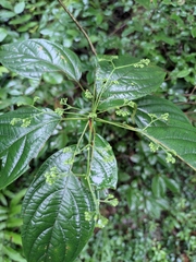 Clerodendrum cyrtophyllum