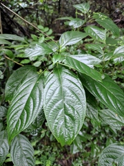 Clerodendrum cyrtophyllum