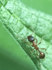 Formicidae