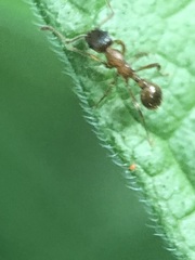 Formicidae