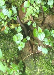 Sphenomorphus maculatus