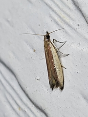Tampa dimediatella