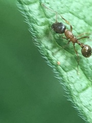 Formicidae