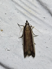 Tampa dimediatella