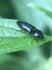 Coleoptera