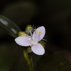 Tripogandra serrulata