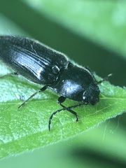 Coleoptera