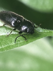 Coleoptera