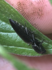 Coleoptera