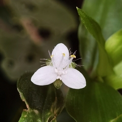 Tripogandra serrulata