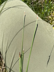 Eleocharis rostellata