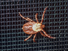 Dermacentor andersoni