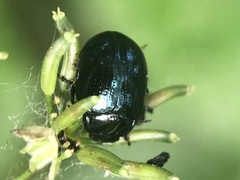 Coleoptera