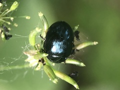 Coleoptera