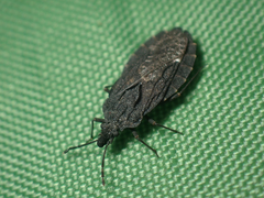 Aradus funestus