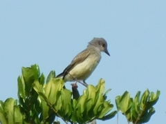 Tyrannus verticalis