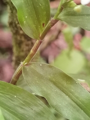 Tripogandra serrulata