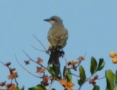 Tyrannus verticalis