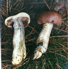 Cortinarius illibatus