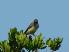 Tyrannus verticalis