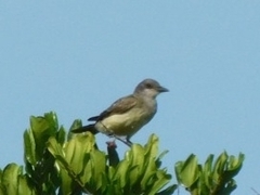 Tyrannus verticalis
