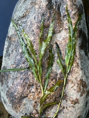 Potamogeton × olivaceus
