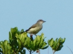 Tyrannus verticalis