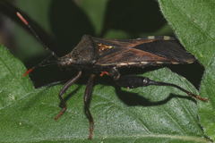 Piezogaster basilicus