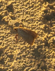 Parachma ochracealis