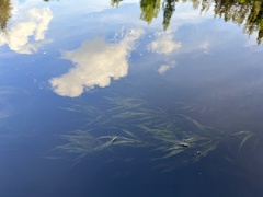Potamogeton × olivaceus
