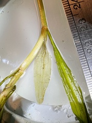 Potamogeton × olivaceus