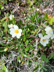 Dryas integrifolia sylvatica