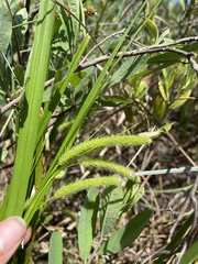 Carex pseudocyperus