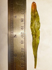 Potamogeton × olivaceus