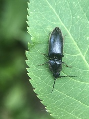 Coleoptera