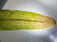 Potamogeton × olivaceus