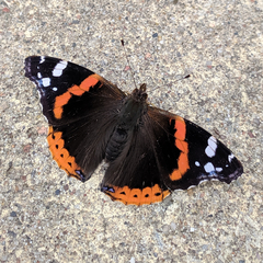 Vanessa atalanta