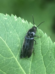 Coleoptera