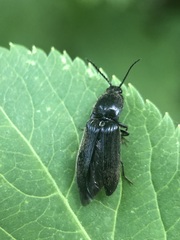Coleoptera