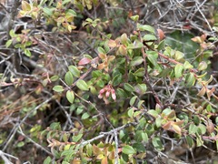Vaccinium chihuahuense