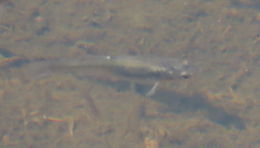 Fundulus heteroclitus