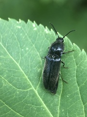 Coleoptera
